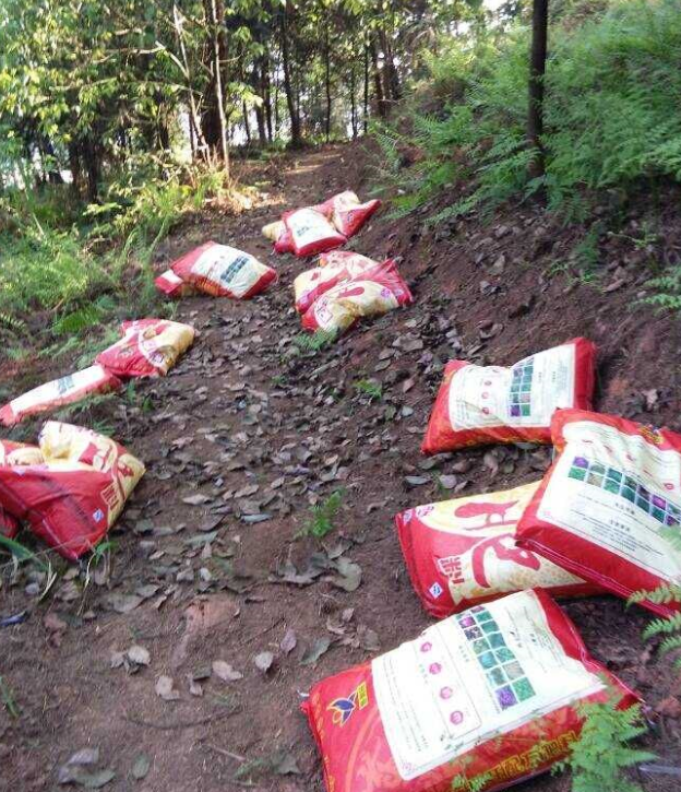 石城山工區(qū)施底肥，苗木修剪及栽植.png